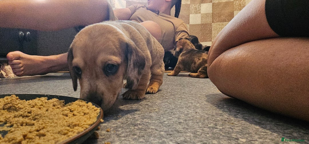 Miniature Dachshund dogs for sale: Daxie medium coat puppies dapples and black & tan  - Image 11