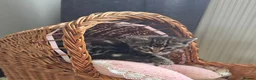 Bengal cats for sale: Bengal X adorable kittens  - Advert 3