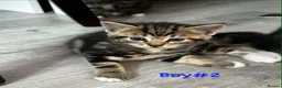 Mixed Breed cats for sale: Kittens for sale  - Advert 6