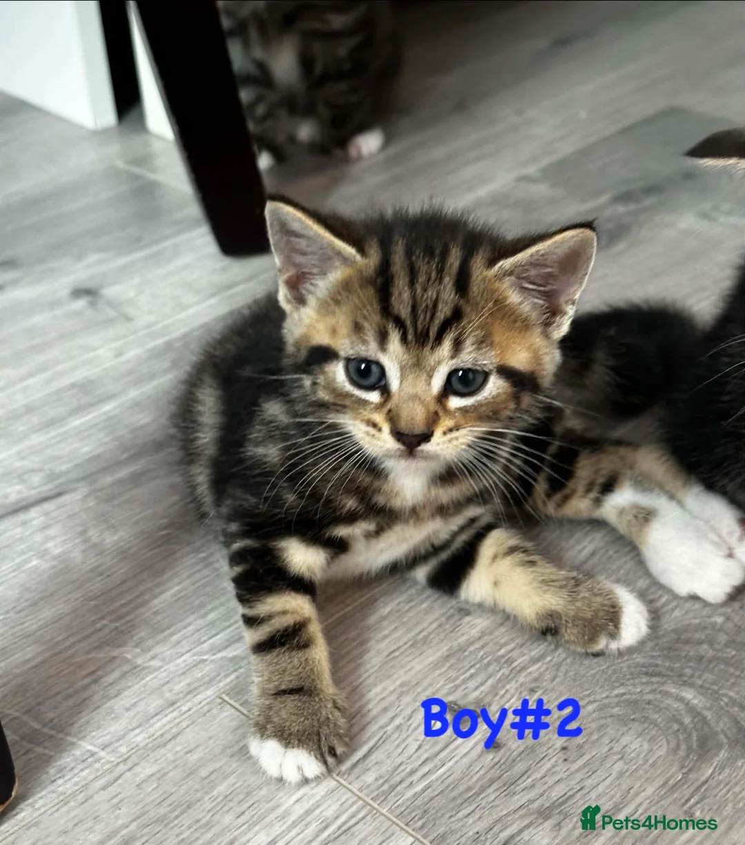 Mixed Breed cats for sale: Kittens for sale  - Advert 6