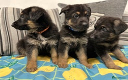 German Shepherd dogs for sale: German Shepherd Puppies - Image 4
