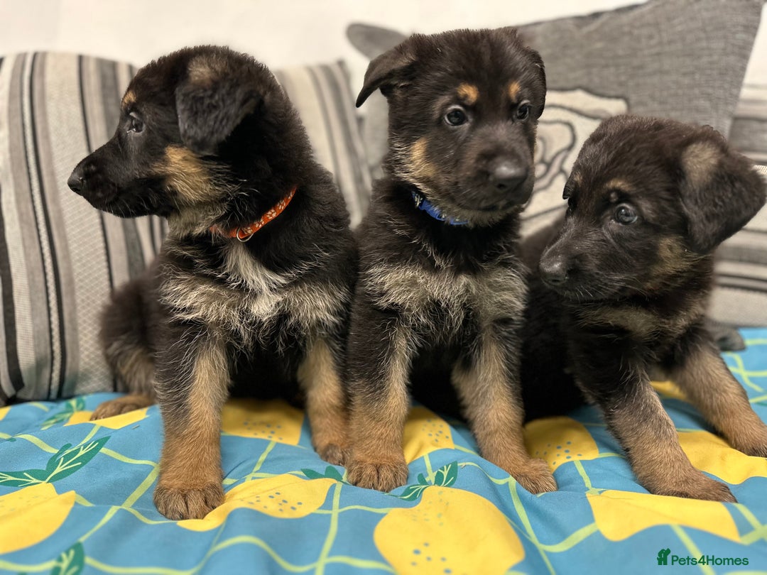 German Shepherd dogs for sale: German Shepherd Puppies - Image 4