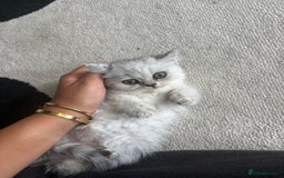 British Shorthair cats for sale: Gorgeous chunky Persian X British short hair - Image 3
