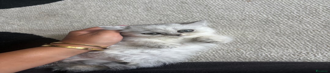 British Shorthair Kitten 2