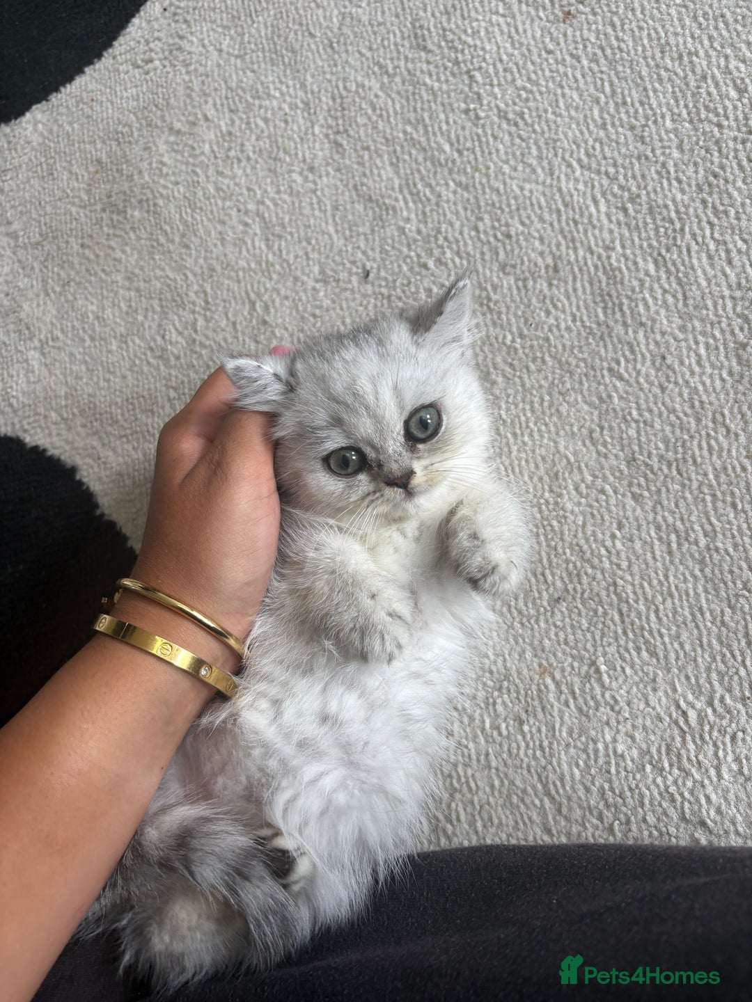 British Shorthair cats for sale: Gorgeous chunky Persian X British short hair - Image 3