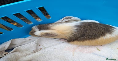 Guinea Pig rodents - Advert 2