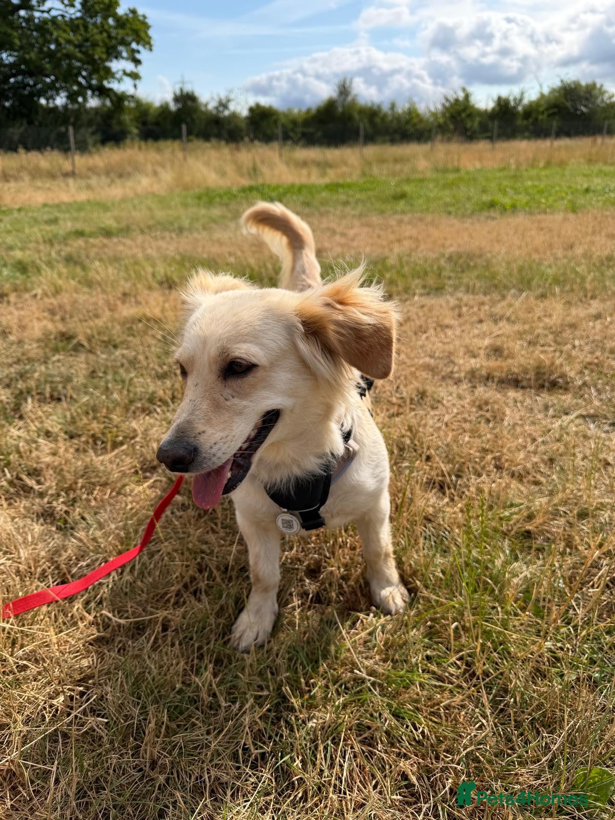 Mixed Breed dogs 🌸 Hattie – A Little Patience, A Lifetime of Love - Advert 1