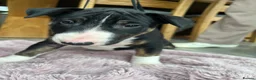 English Bull Terrier dogs for sale: KC REG BULL TERRIER PUPS FROM CHAMP BLOODLINES   - Advert 11