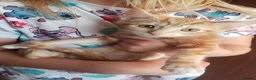 Mixed Breed cats for sale: Domestic Short Hair/Farm Kittens  - Advert 5