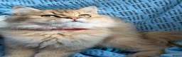 British Longhair cats for sale: British Longhair adorable golden kitten TICA - Advert 12