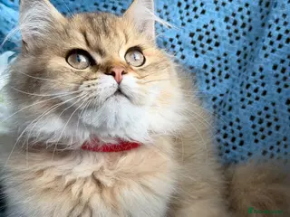 British Longhair cats British Longhair adorable golden kitten TICA - Advert 17