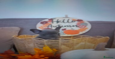 French Bulldog dogs - Advert 2