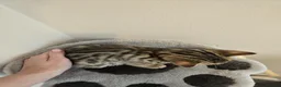 Bengal cats for sale: X1 Male bengal READY NOW - Advert 9