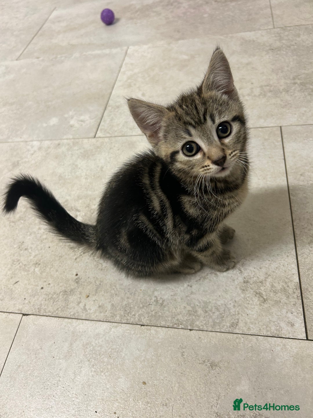 Mixed Breed cats for sale: Stunning litter of kittens - Advert 5