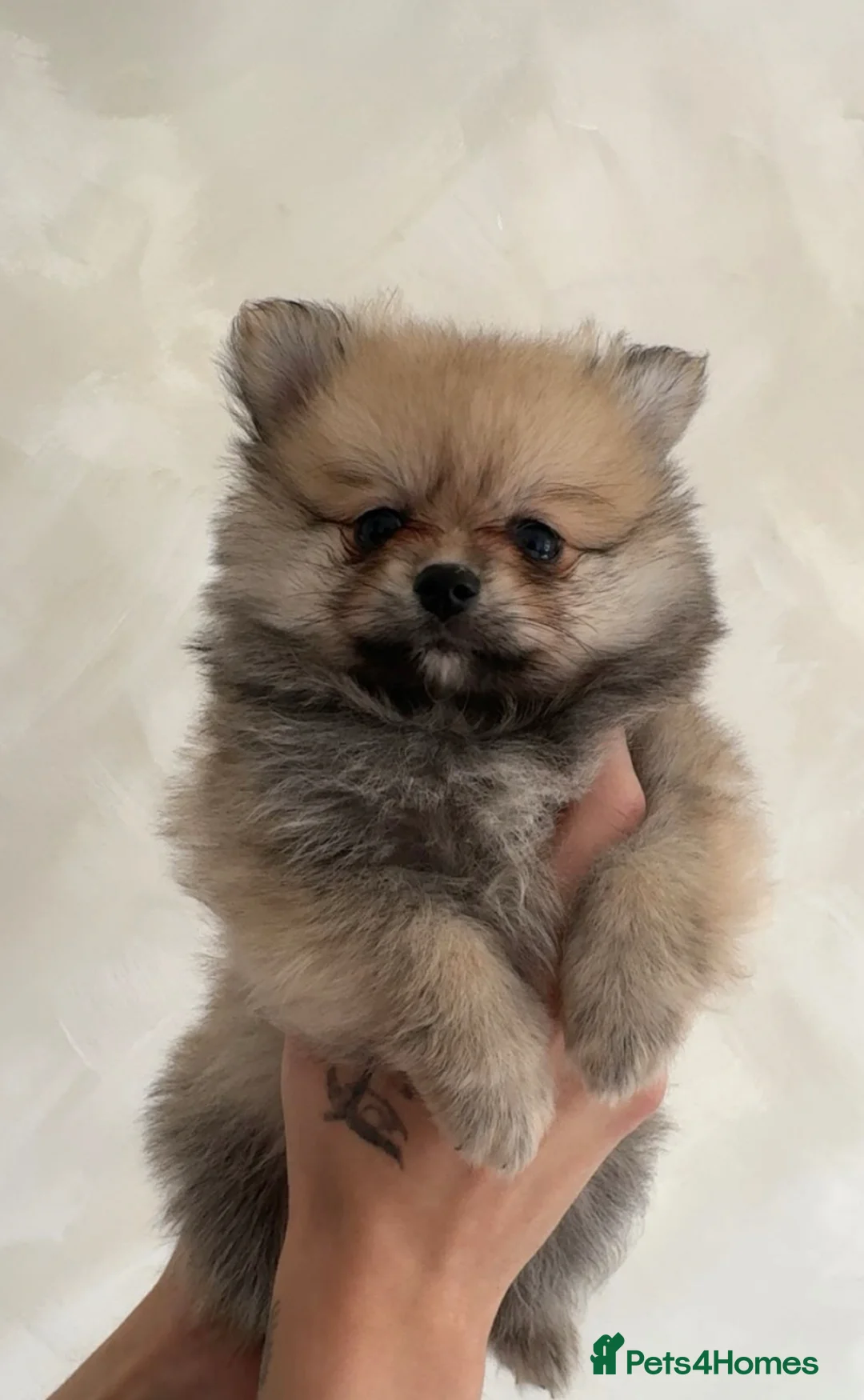 Pomeranian dogs for sale: 🎀fluffy female Pomeranians🎀LAST ONE!!! - Advert 2