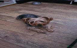 Yorkshire Terrier dogs for sale: 2 Boys and 2 Grils - Image 15