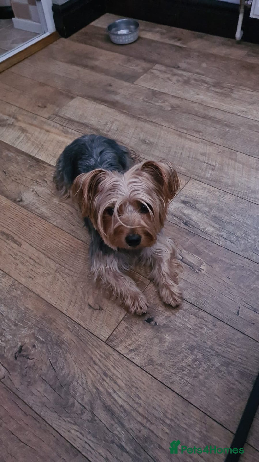 Yorkshire Terrier dogs for sale: 2 Boys and 2 Grils - Image 15