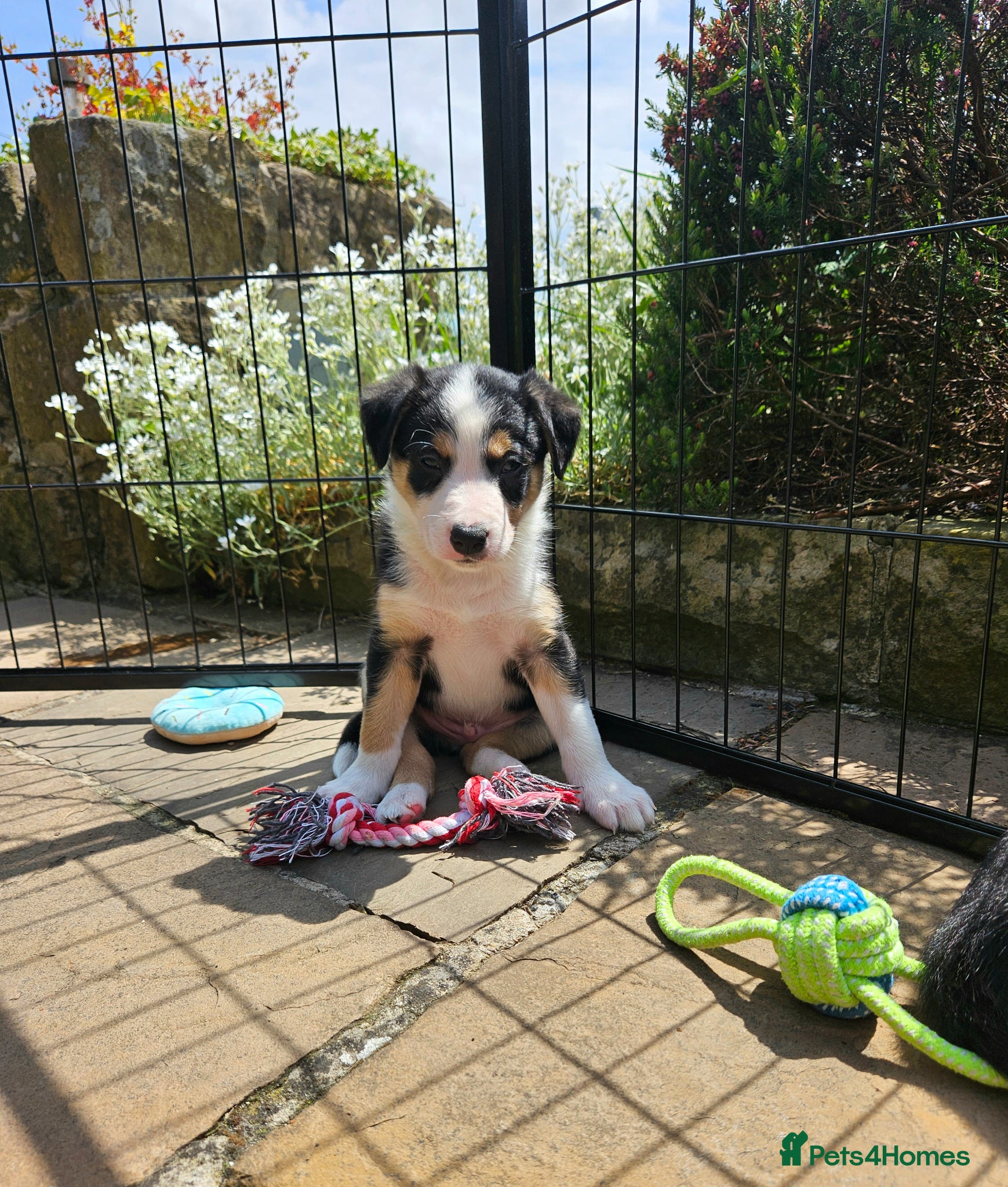 Border Collie dogs 🔥Unique tri border collie pups 🔥 - Advert 1