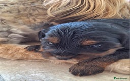 Cavapoo dogs for sale: Toy Cavapoo puppies - Image 12
