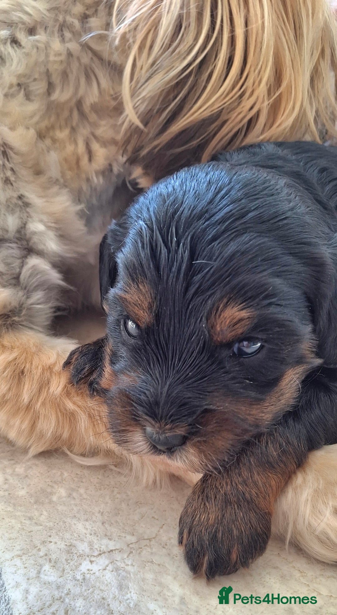Cavapoo dogs for sale: Toy Cavapoo puppies - Image 12