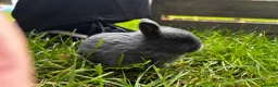 Mini Lop rabbits for sale: 2 Blue Baby Mini Lops - Advert 19