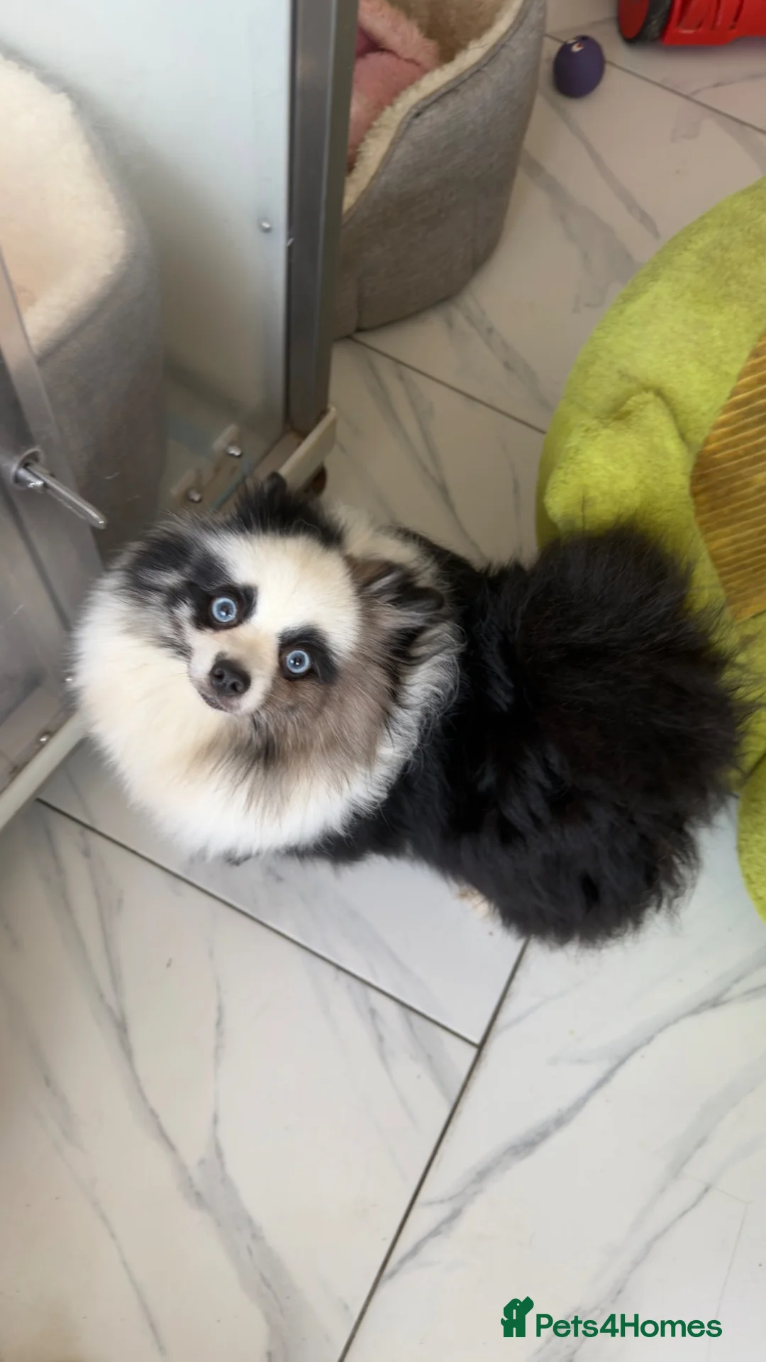Maltipom dogs for sale: Korean maltipom puppies - Advert 2