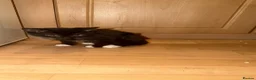 Mixed Breed cats for sale: Loving black/ 1 black and white kitten  - Advert 3