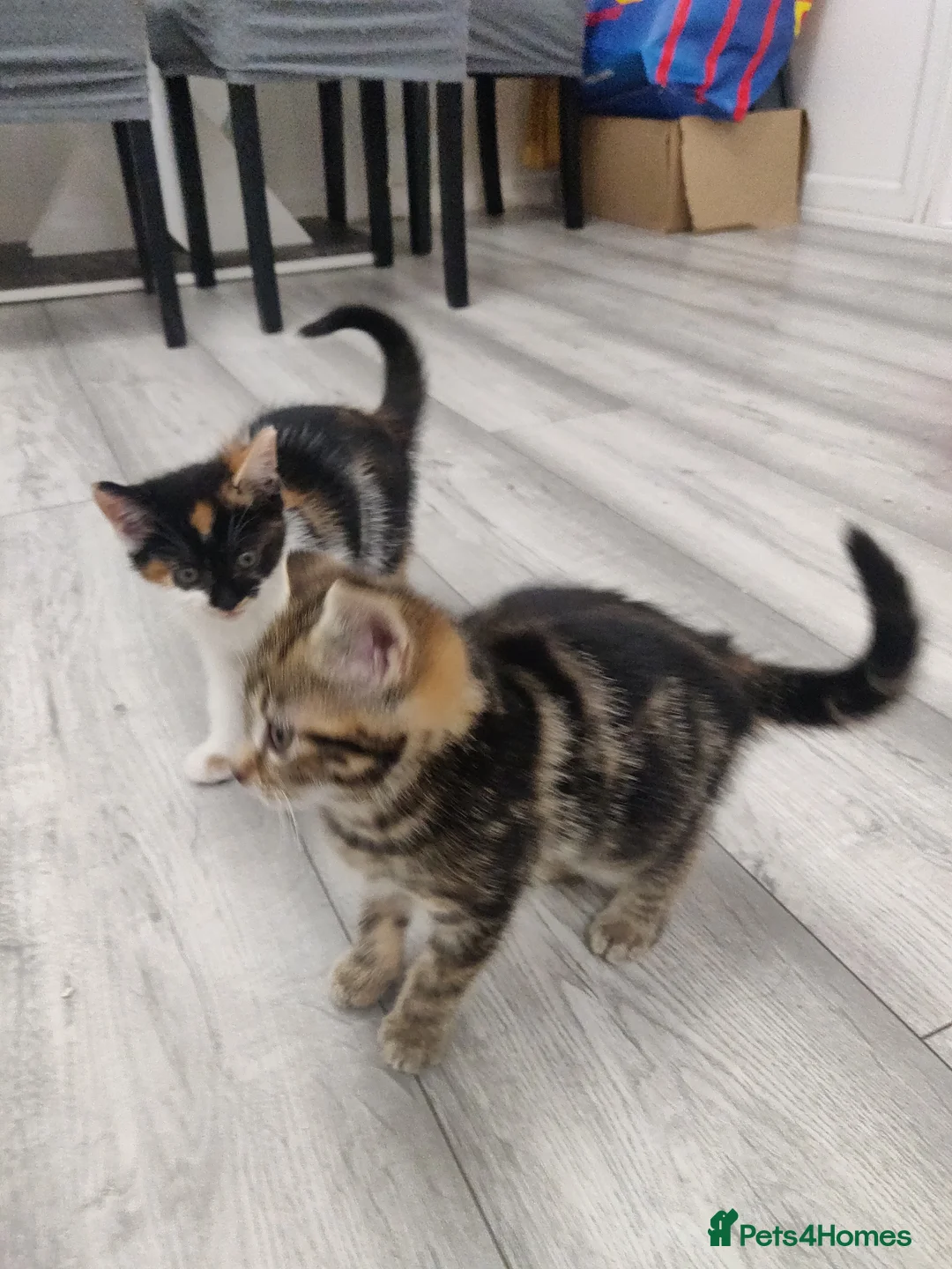 Mixed Breed cats for sale: 3 beautiful kittens  in Liverpool - Advert 13