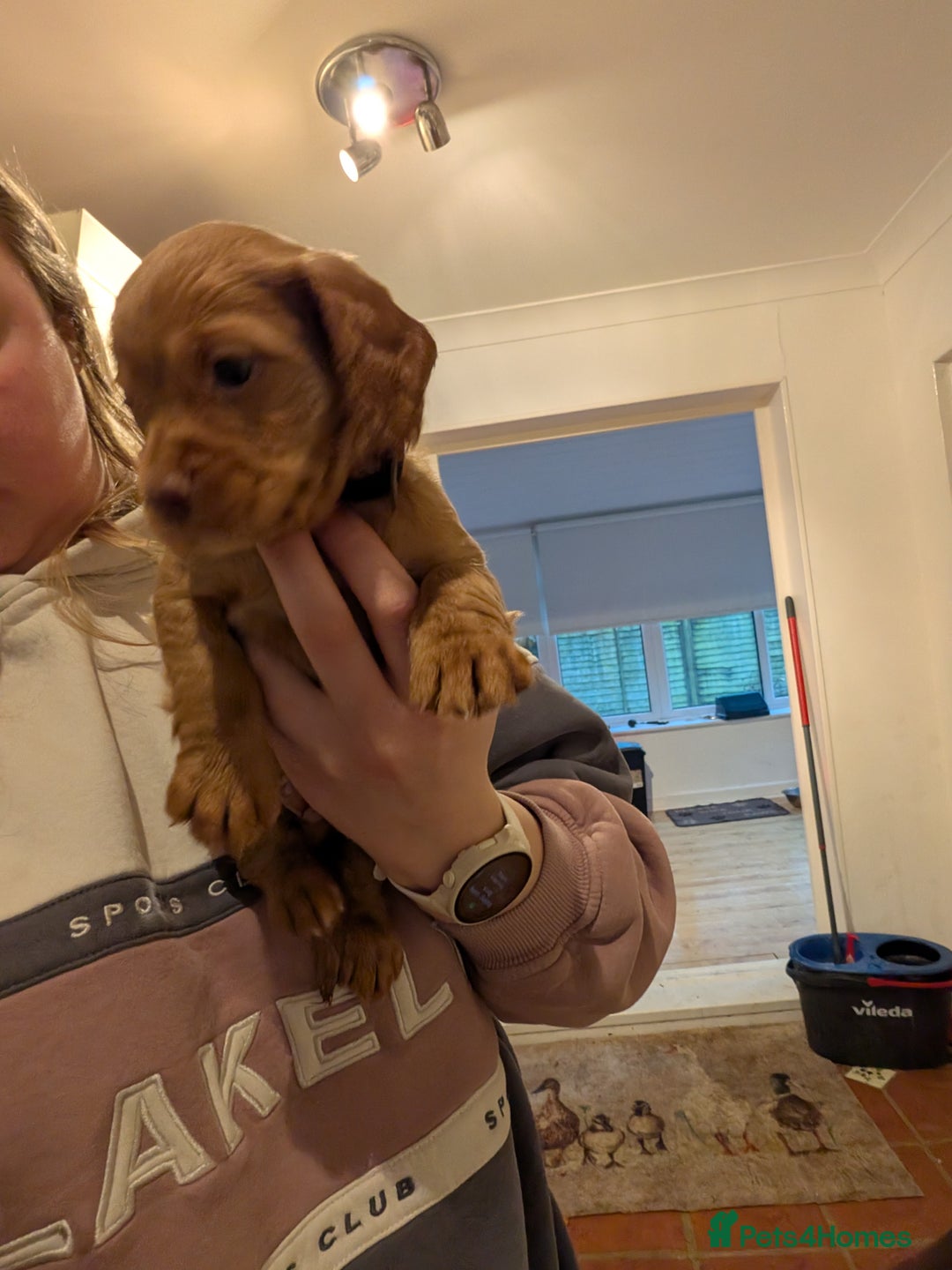 Cocker Spaniel dogs for sale: 1 MALE KC DNA CLEAR PUP TO RESERVE - Advert 7