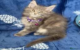 Maine Coon cats for sale: Pedigree MainCoon Kittens  - Image 28