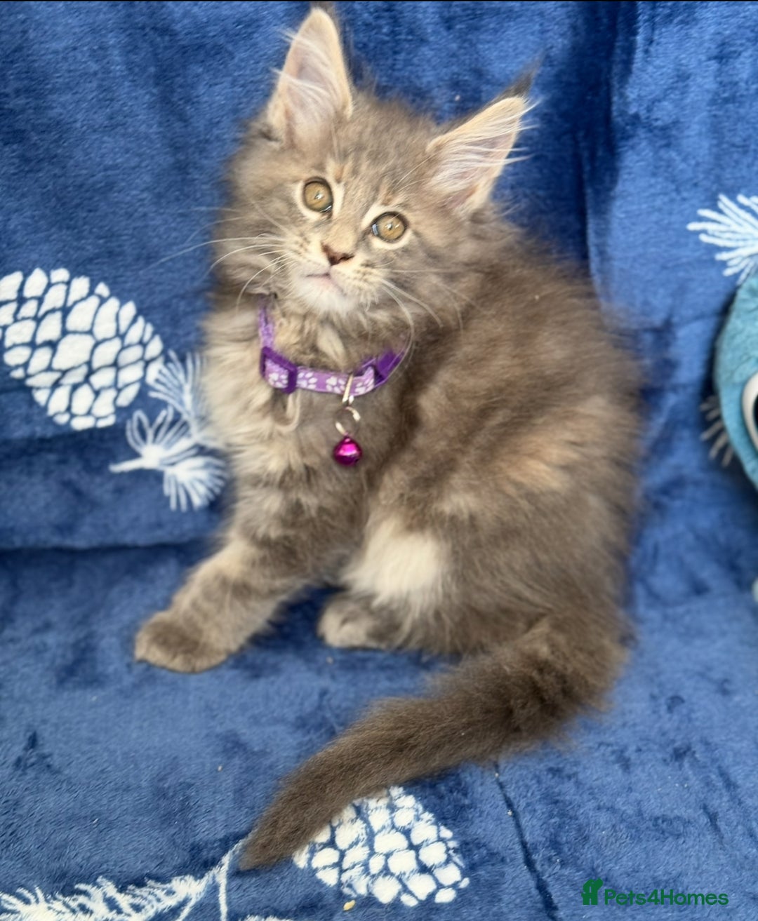 Maine Coon cats for sale: Pedigree MainCoon Kittens  - Image 28