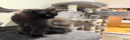 Maine Coon cats for sale: Black Smoke Maine Coon Female Kitten – Ready Now - Advert 7