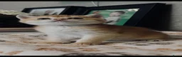Scottish Fold cats for sale: TICA Registered Scottish Fold Kittens - Advert 4