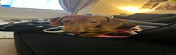 Dachshund dogs for sale: Standard Daschund Hugo  - Advert 4