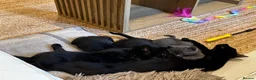 Mixed Breed cats for sale: Black and Blue/ Grey Domestic Short Hair Kittens in Harlow - Advert 2