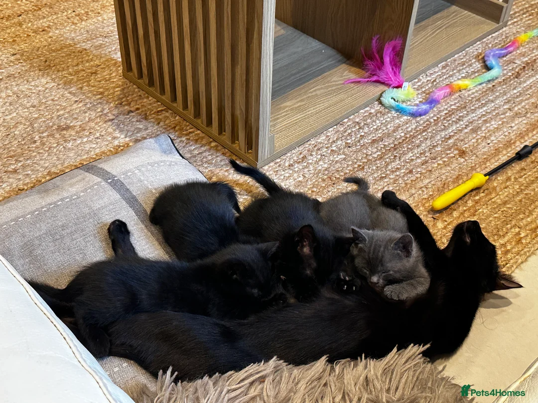 Mixed Breed cats for sale: Black and Blue/ Grey Domestic Short Hair Kittens in Harlow - Advert 2