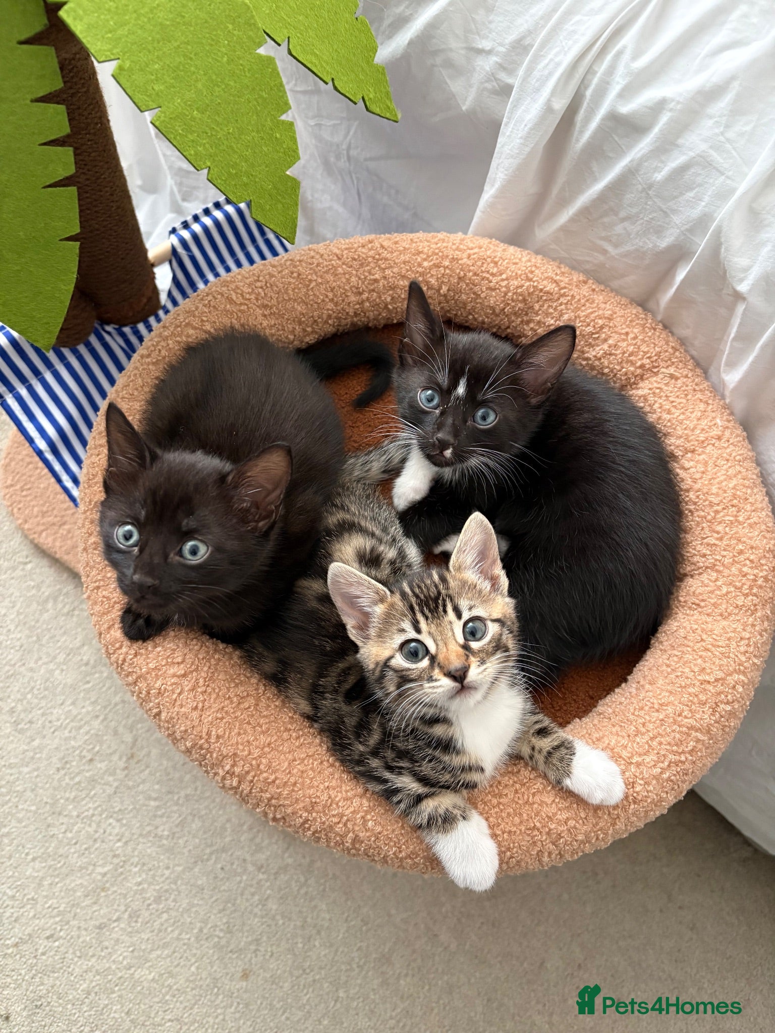 Mixed Breed cats Half Savannah kittens  - Advert 2