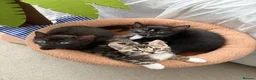 Mixed Breed cats for sale: Half Savannah kittens  in Weymouth - Advert 7