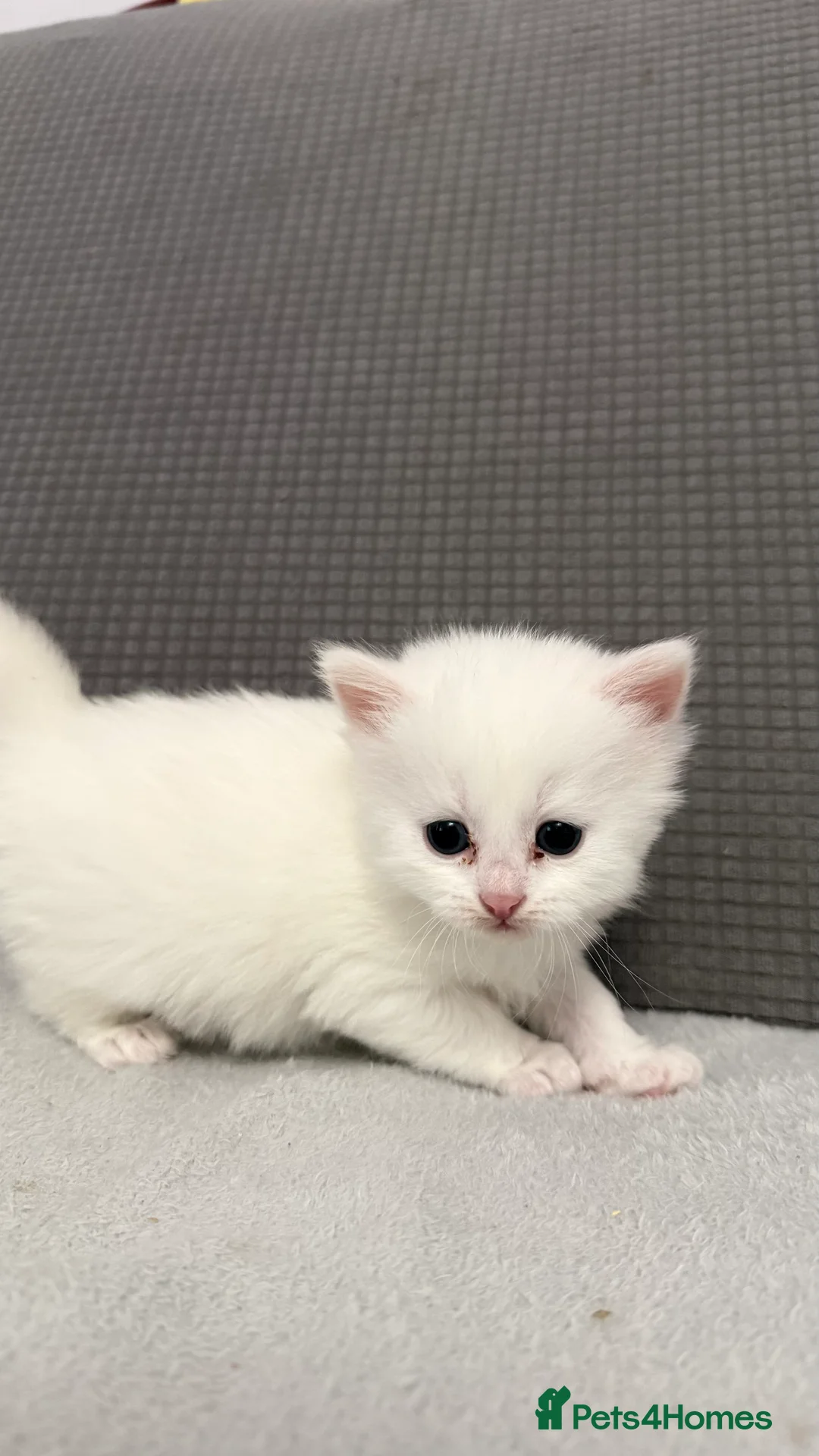 Mixed Breed cats for sale: Beautiful kittens for sale - Advert 6