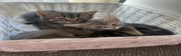 Mixed Breed cats for sale: 3 Kittens Looking for Loving Homes  - Advert 3