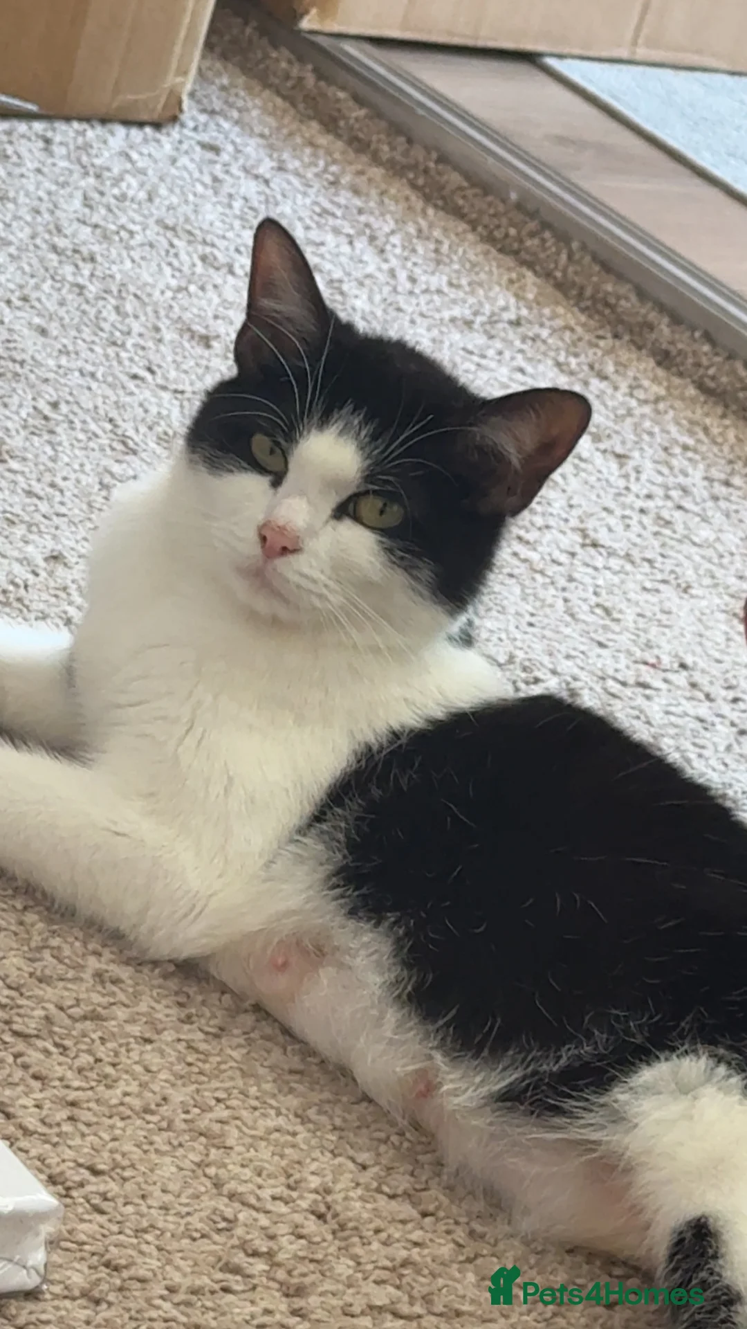 Mixed Breed cats for sale: 4 Lovely Kittens in Manchester - Advert 1