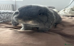 Mini Lop rabbits for sale: Mini loop  - Advert 3