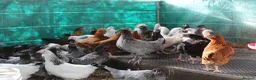 Hens poultry for sale: Laying Hens - Point of Lay - lots of colours - Advert 8
