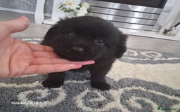 Pomeranian dogs for sale: 6 Pomeranian puppies  - Image 4
