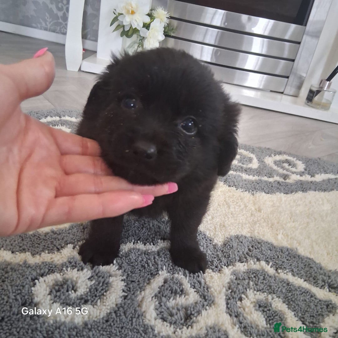 Pomeranian dogs for sale: 6 Pomeranian puppies  - Image 4