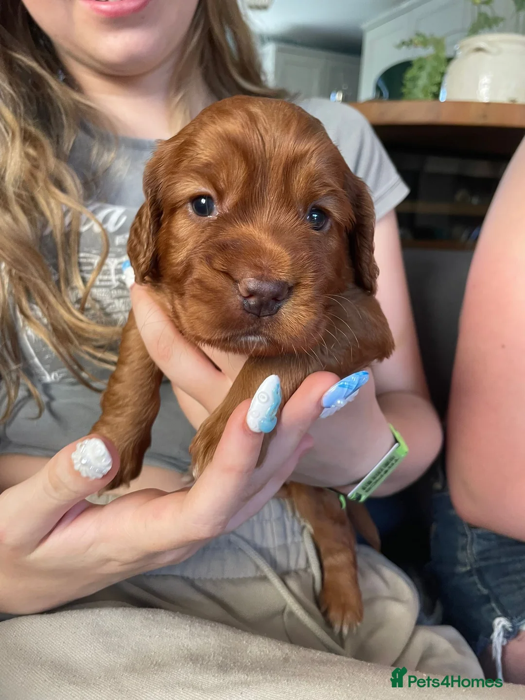 Cocker Spaniel dogs for sale: KC Reg FULLY health tested, working cocker spaniel - Advert 2
