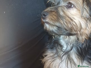 Yorkshire Terrier dogs Female Yorkshire Terrier - Advert 5