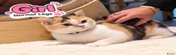 Munchkin cats for sale: Munchkin kittens - Advert 16