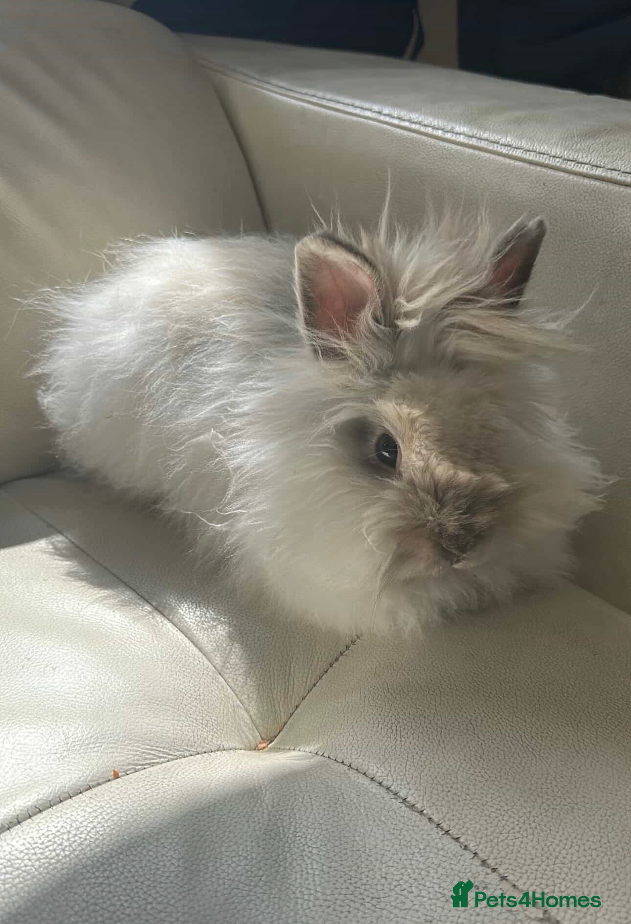 Angora rabbits Teddy Dwerg Male 4.5 Months  - Advert 1