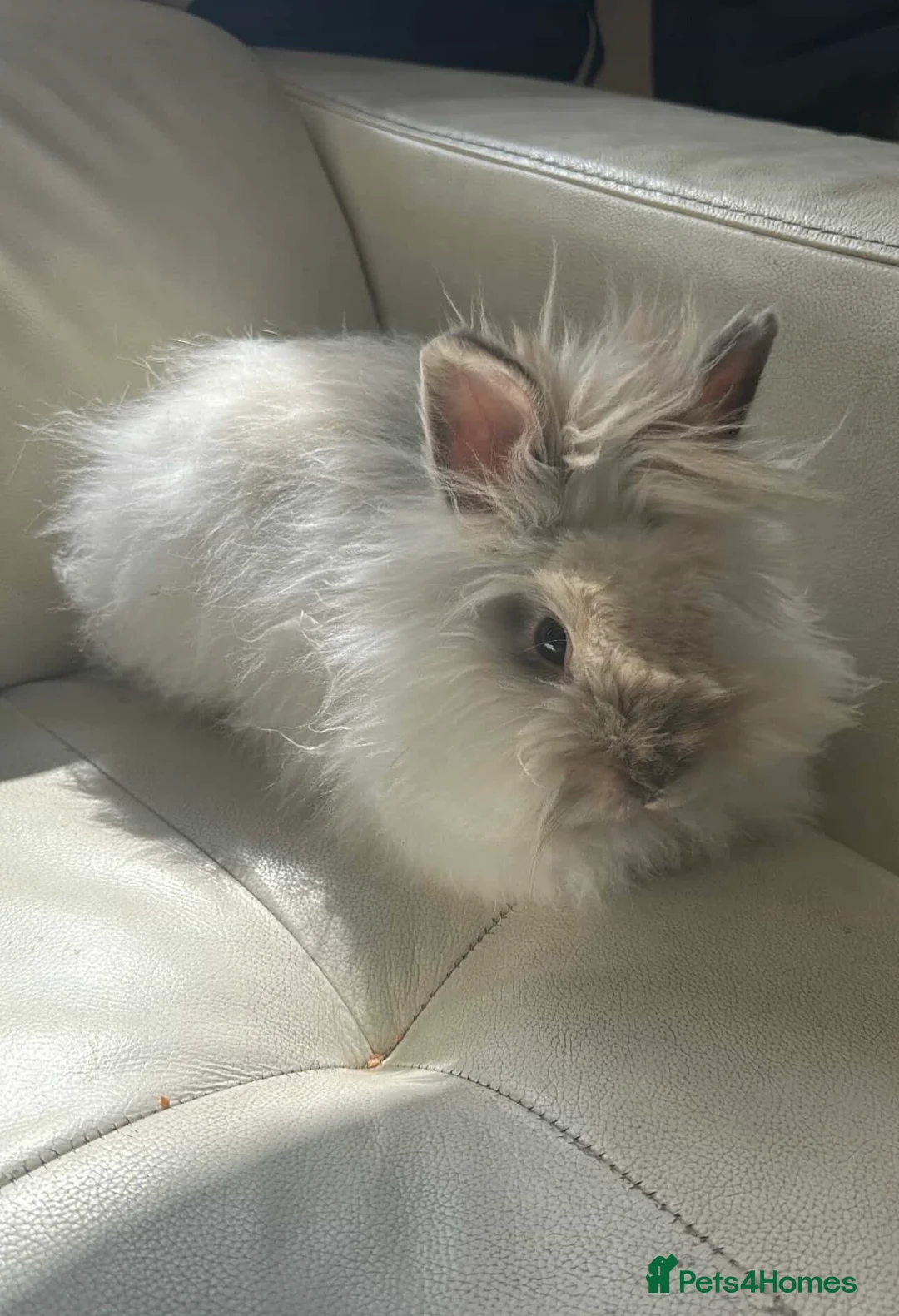 Angora rabbits for sale: Teddy Dwerg Male 4.5 Months  - Advert 1